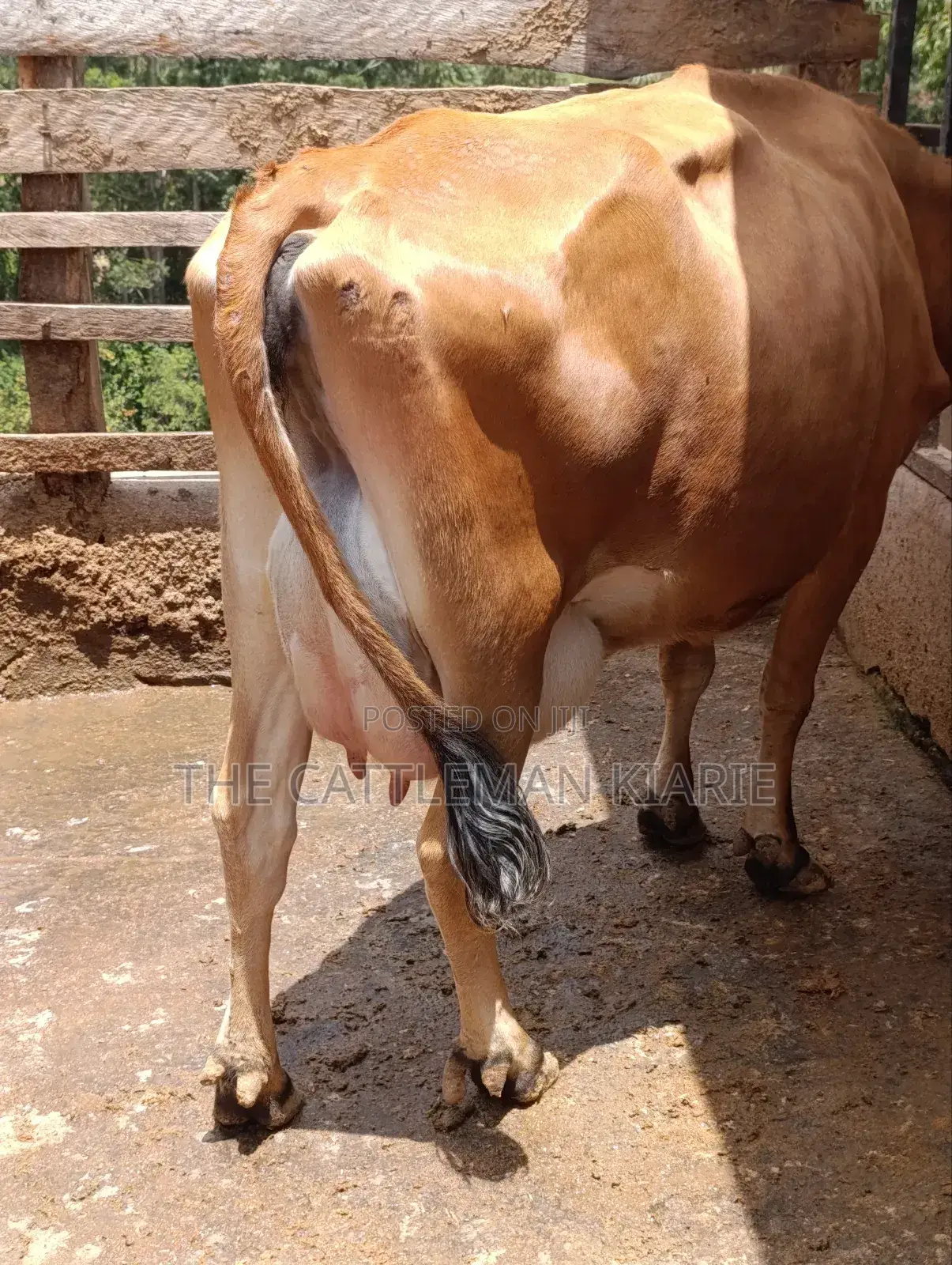 Jersey Cow for Sale