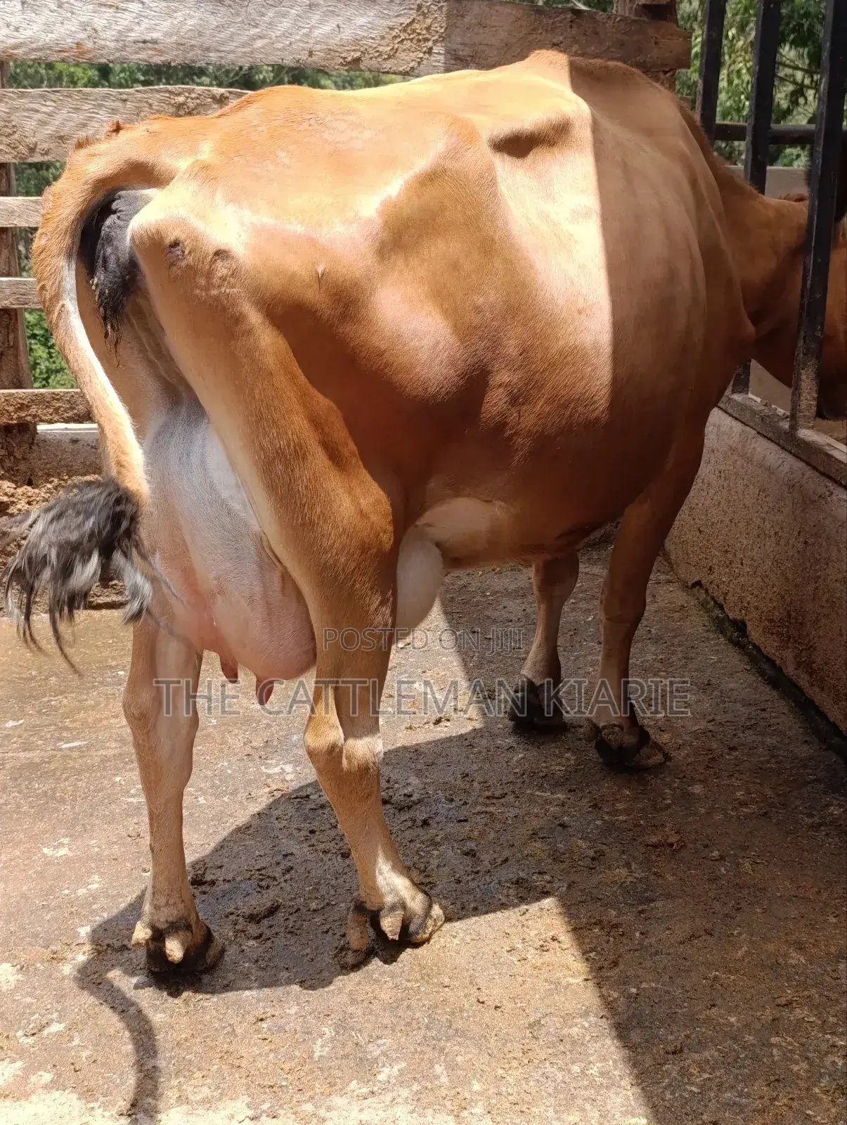 Jersey Cow for Sale