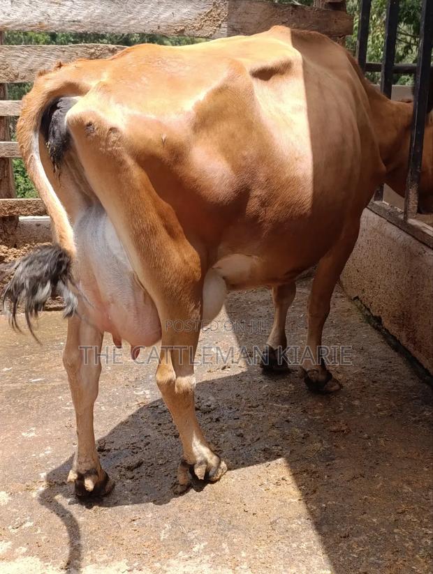 Jersey Cow for Sale - thumbnail 8