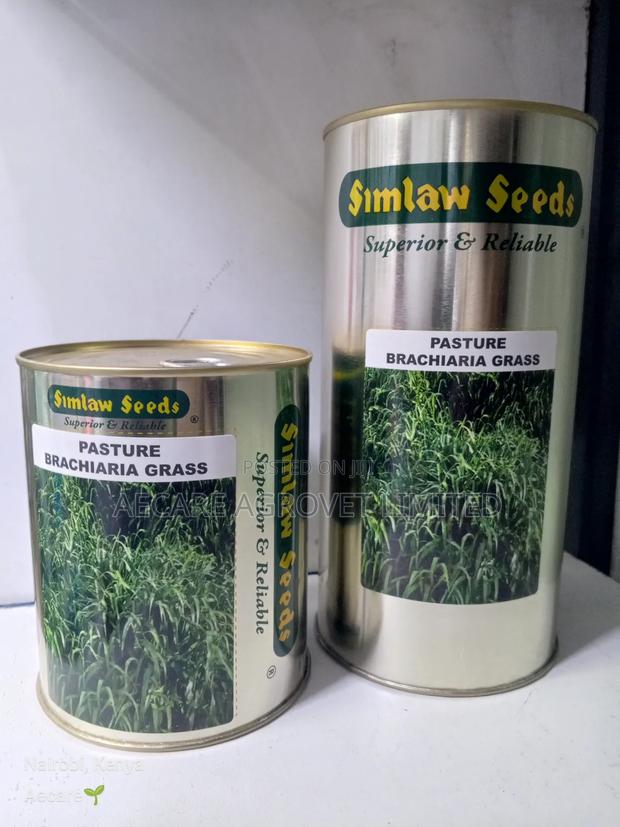 Bracharia Pasture Grass 250g, 500g, 1kg - thumbnail 2