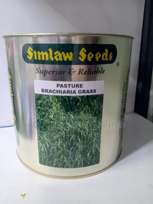Bracharia Pasture Grass 250g, 500g, 1kg