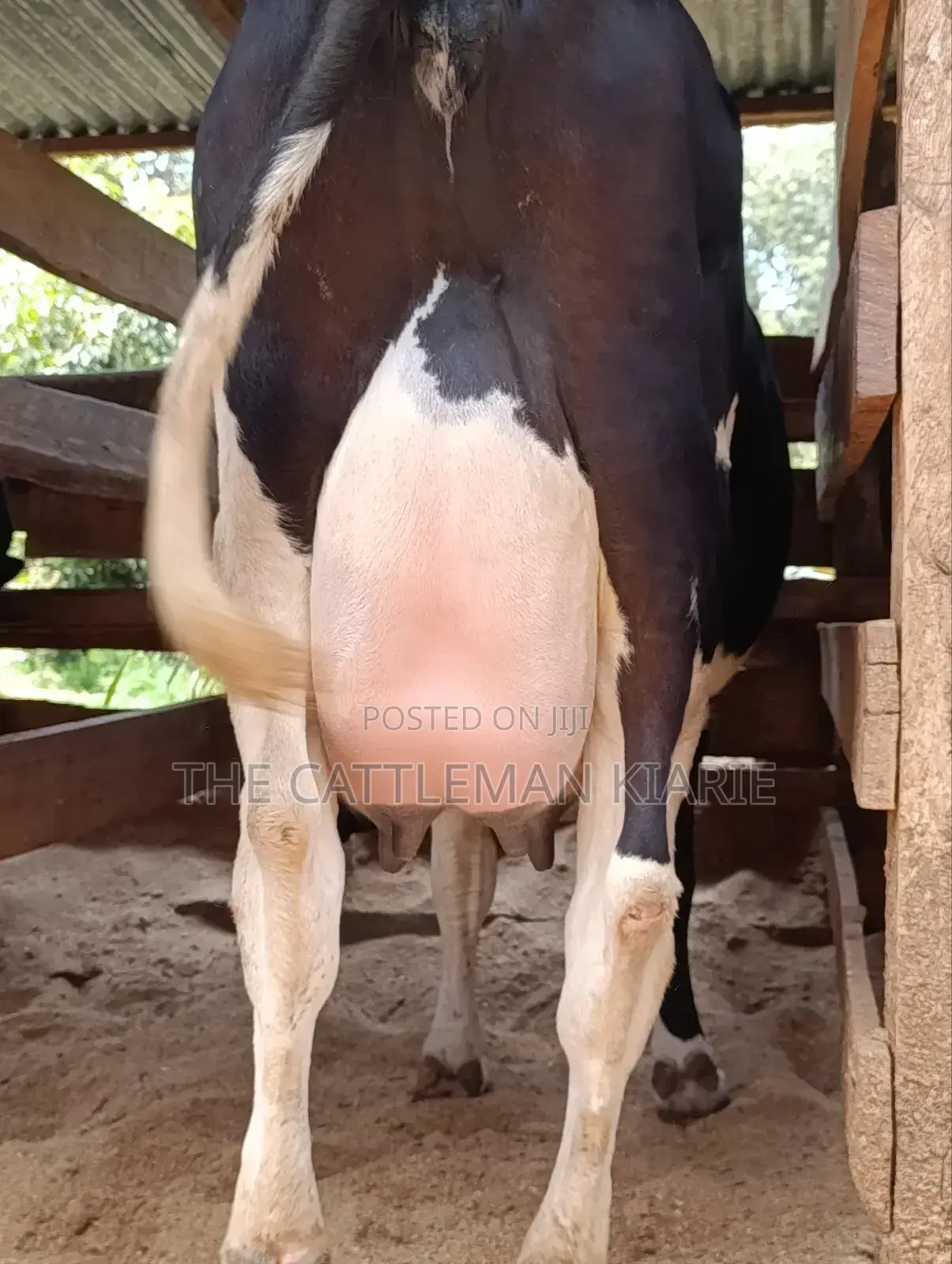 40 Litres Per Day Cow
