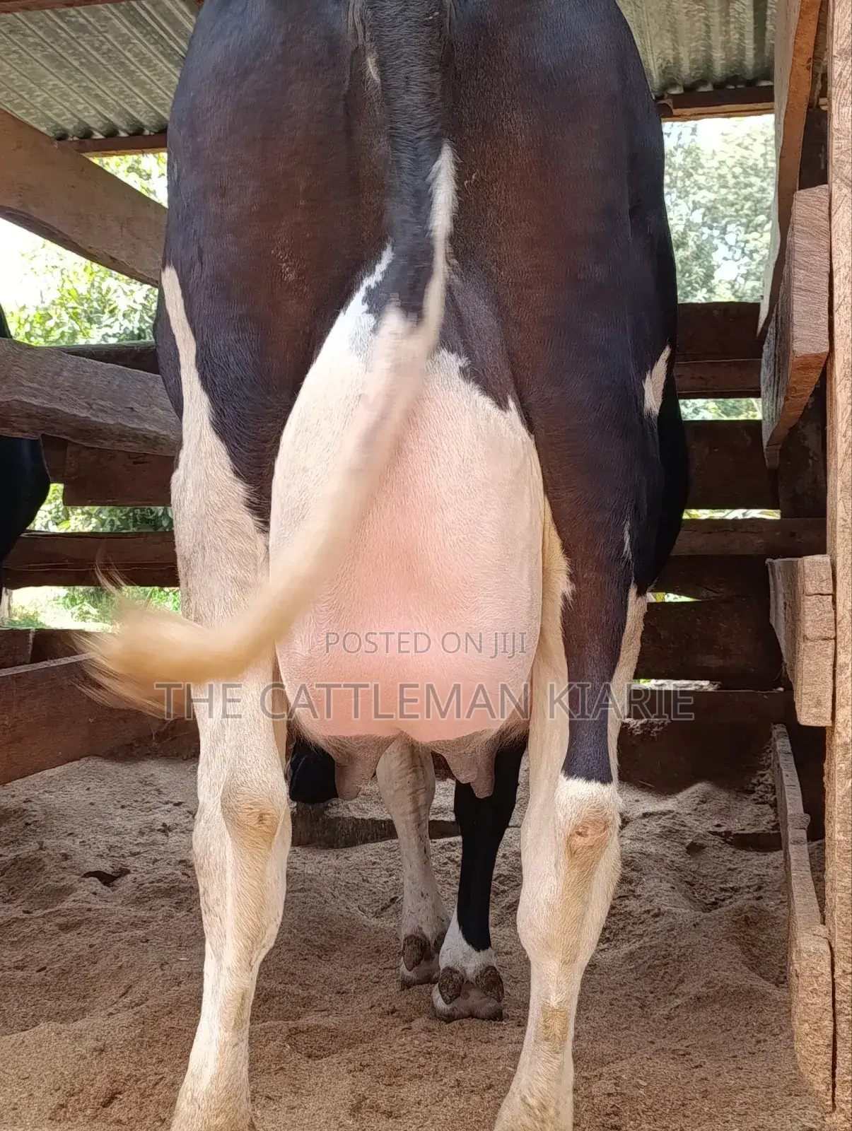 40 Litres Per Day Cow