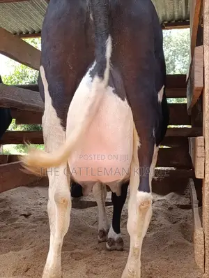 40 Litres Per Day Cow