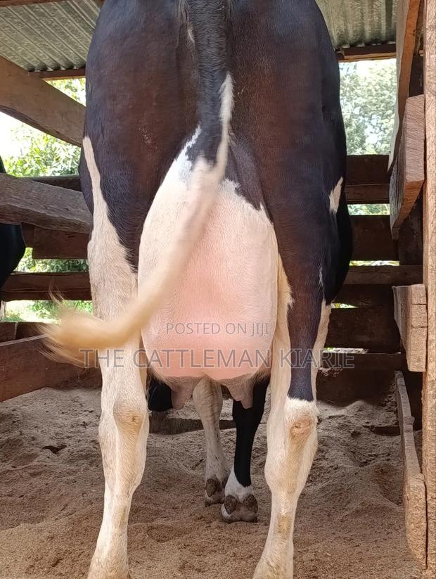 40 Litres Per Day Cow - thumbnail 3