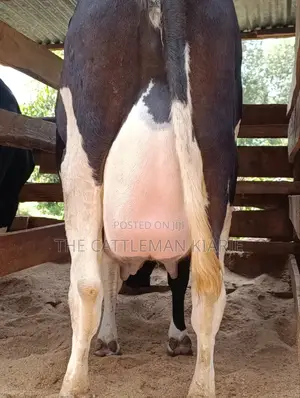 40 Litres Per Day Cow