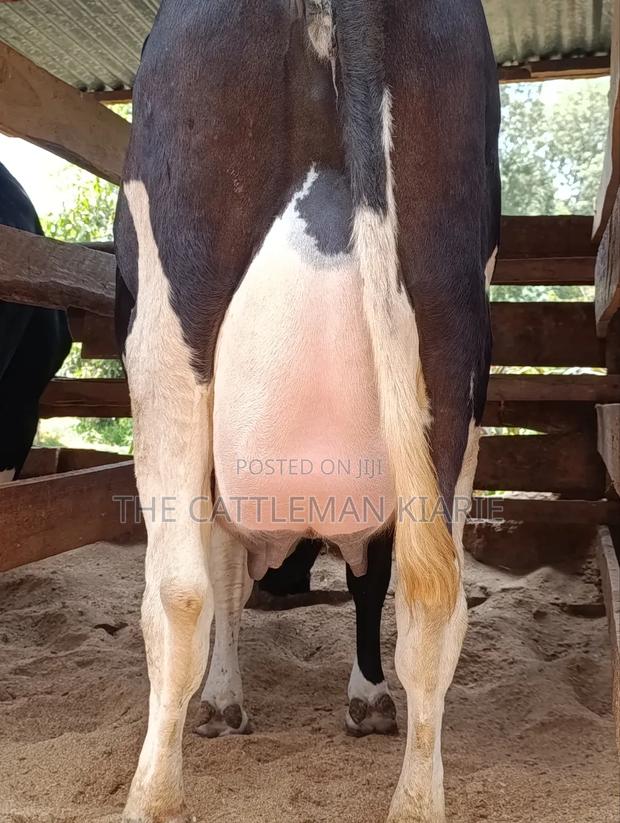 40 Litres Per Day Cow - thumbnail 4