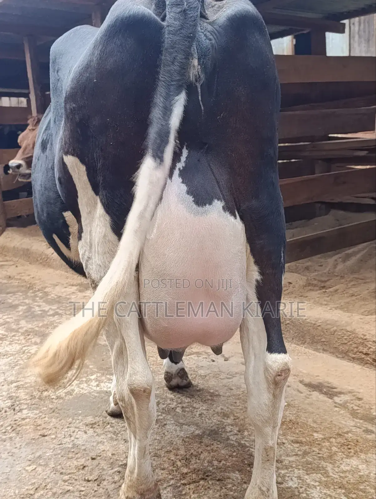 40 Litres Per Day Cow