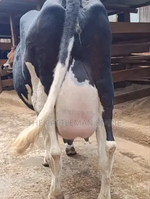 40 Litres Per Day Cow
