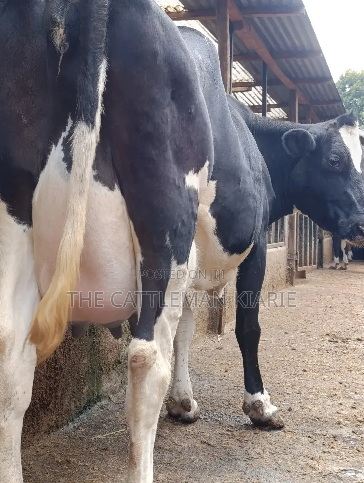 40 Litres Per Day Cow