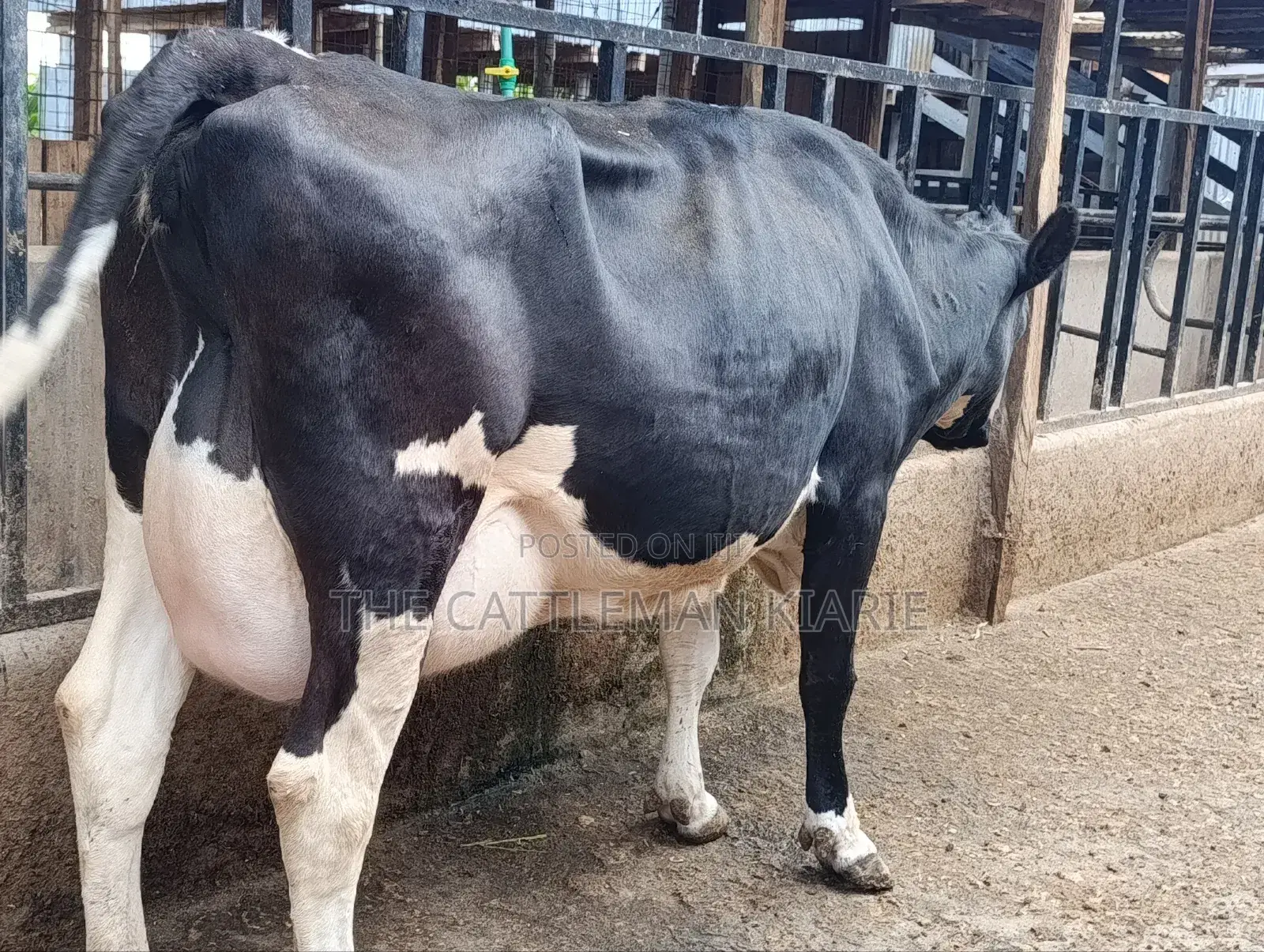 40 Litres Per Day Cow
