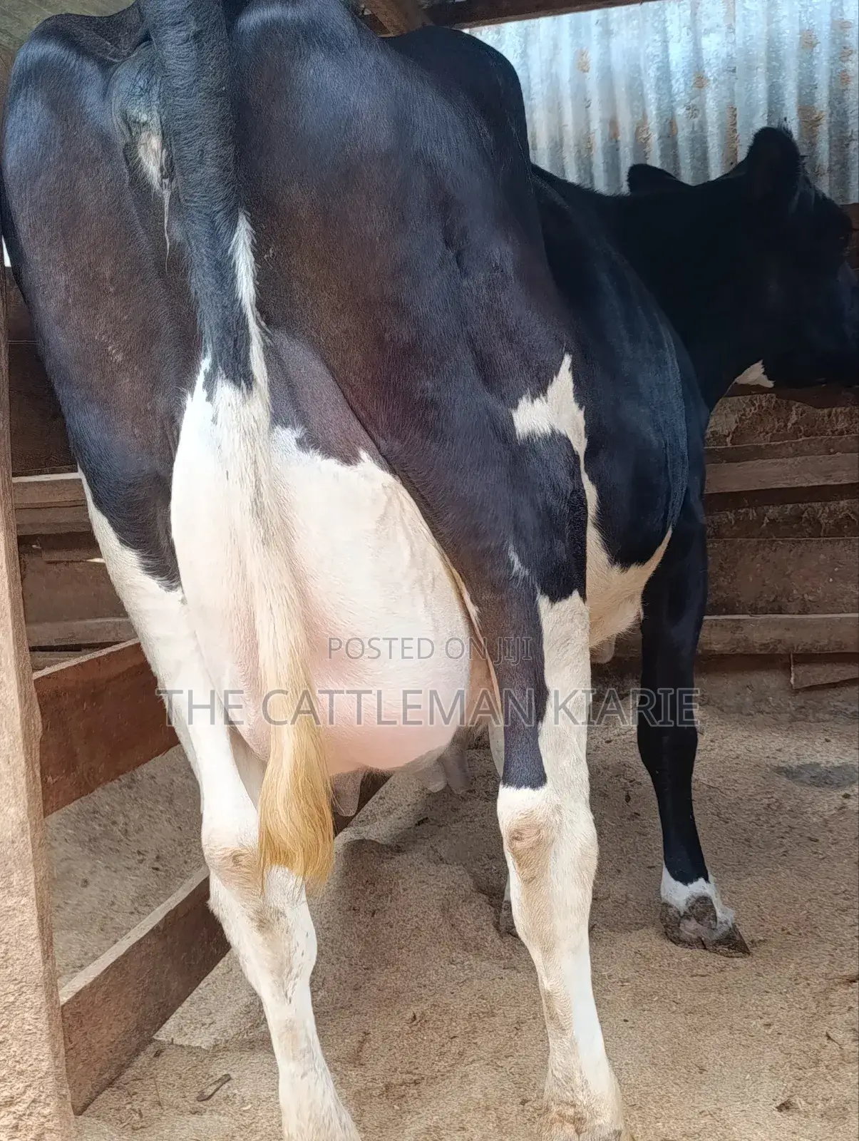 40 Litres Per Day Cow