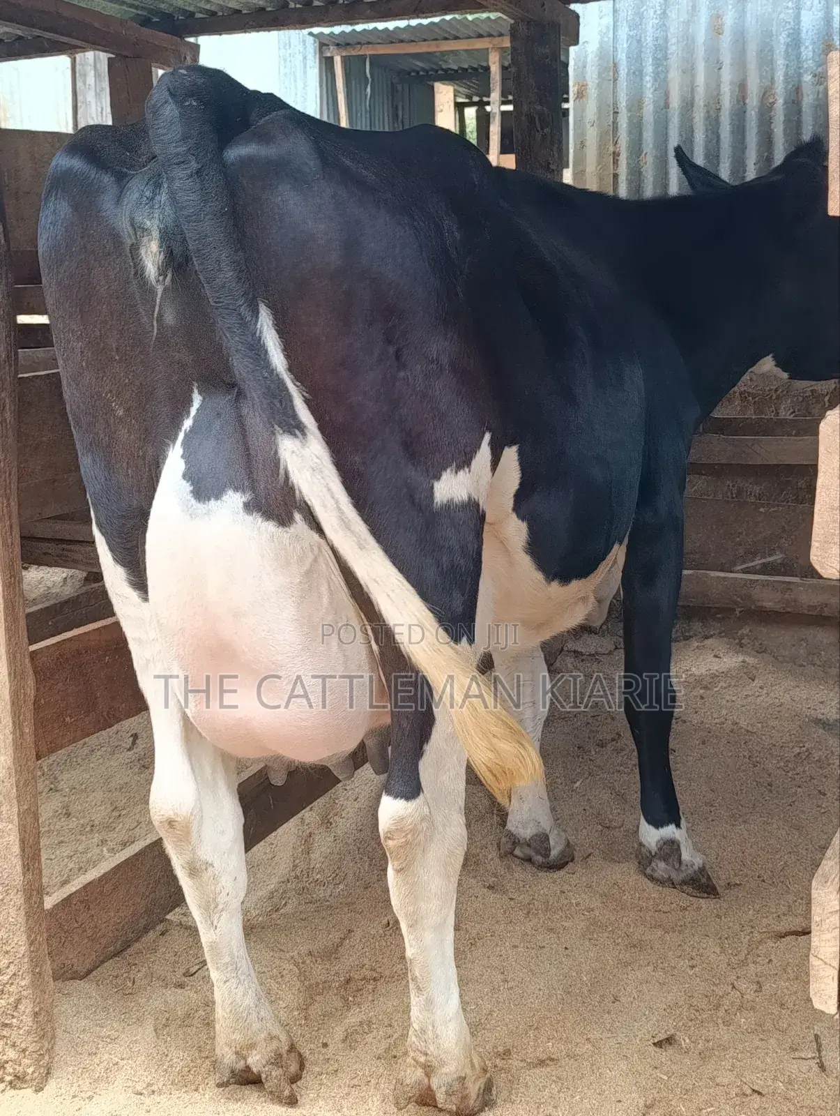 40 Litres Per Day Cow