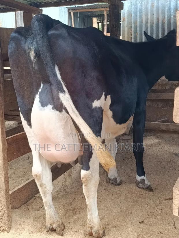 40 Litres Per Day Cow - thumbnail 9