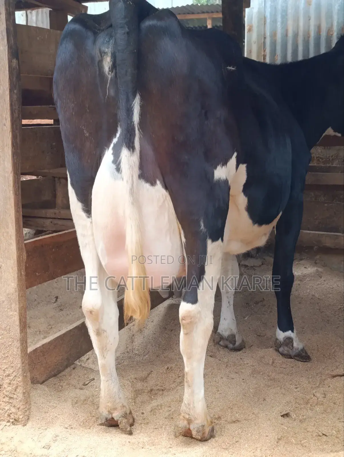 40 Litres Per Day Cow