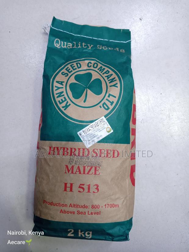 Hybrid Maize Seed H513 2kgs - thumbnail 3