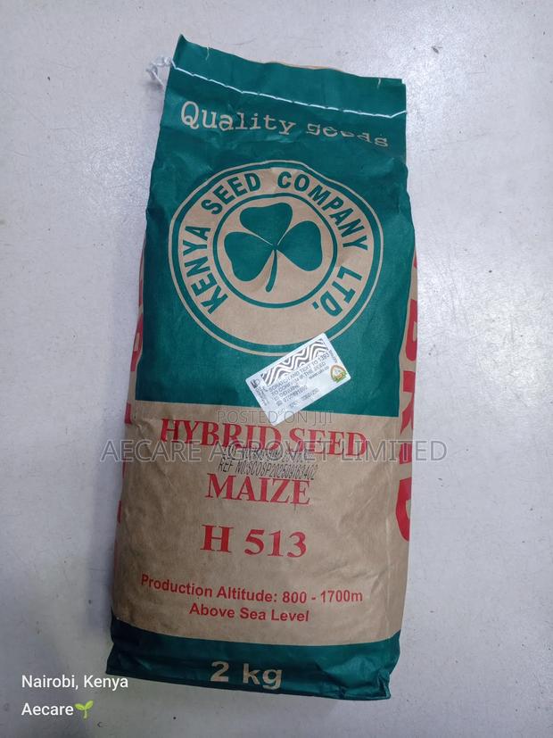 Hybrid Maize Seed H513 2kgs - thumbnail 4
