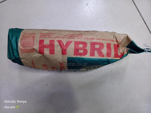 Hybrid Maize Seed H513 2kgs - thumbnail 6