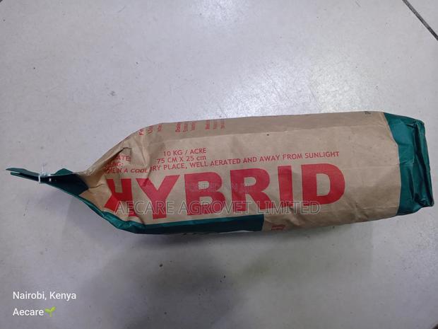 Hybrid Maize Seed H513 2kgs - thumbnail 8