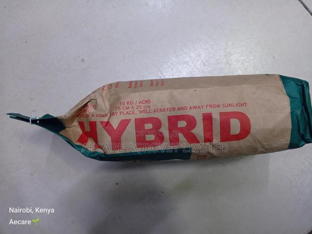 Hybrid Maize Seed H513 2kgs - thumbnail 9