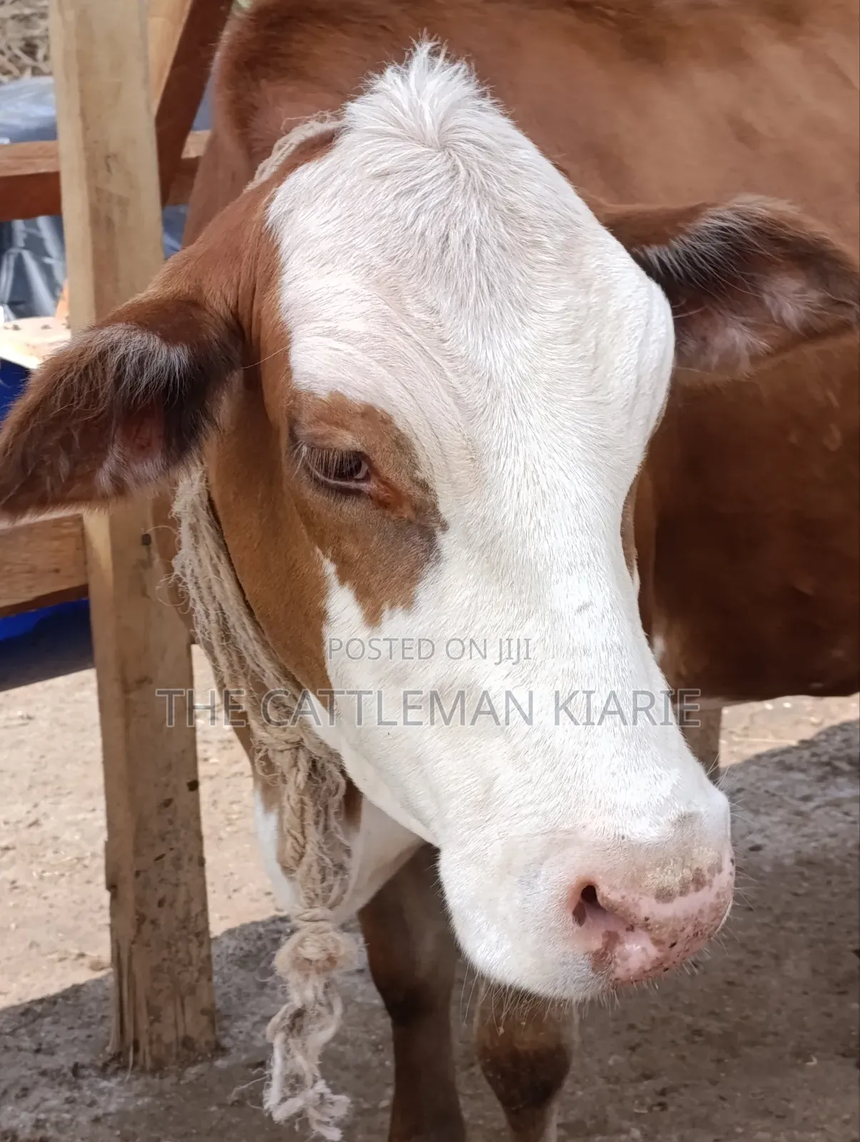 Fleckview Incalf Heifer Sale