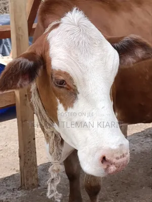 Fleckview Incalf Heifer Sale