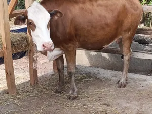 Fleckview Incalf Heifer Sale