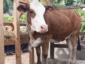 Fleckview Incalf Heifer Sale
