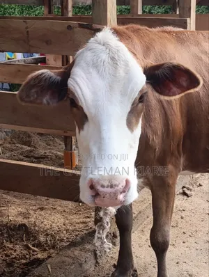 Fleckview Incalf Heifer Sale