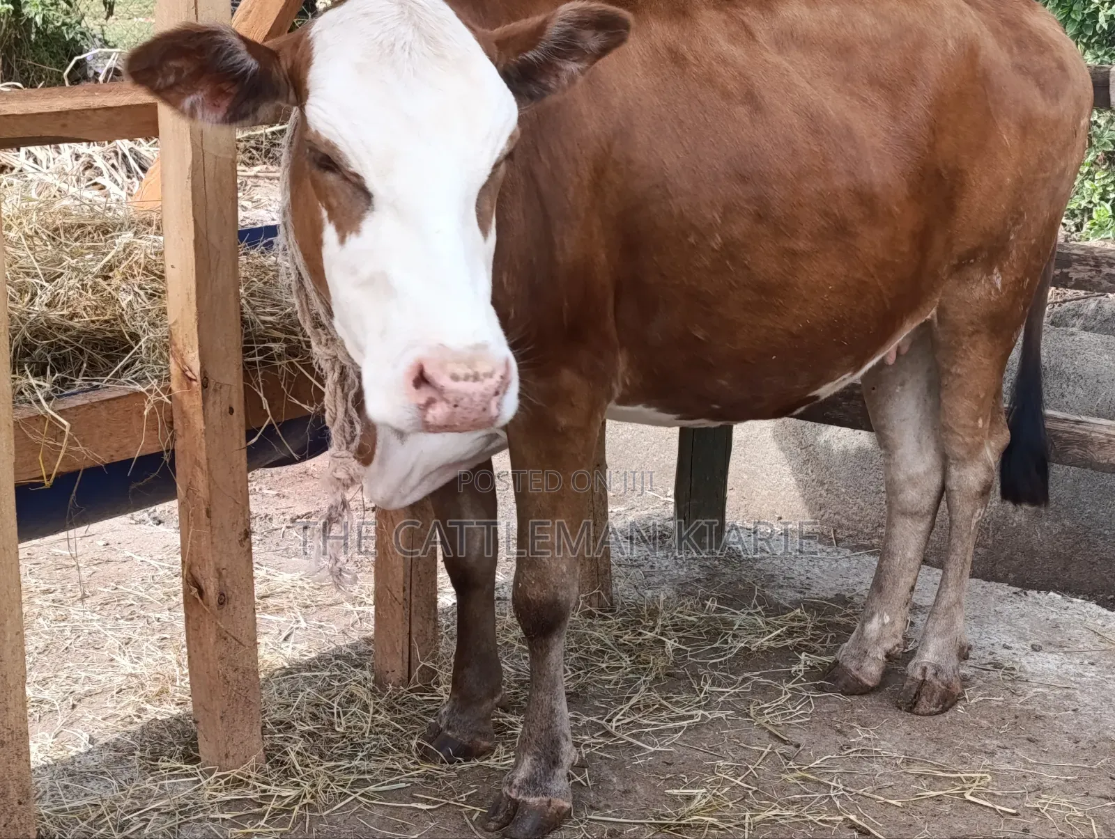 Fleckview Incalf Heifer Sale
