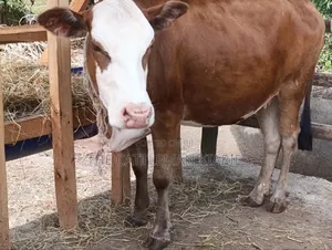 Fleckview Incalf Heifer Sale