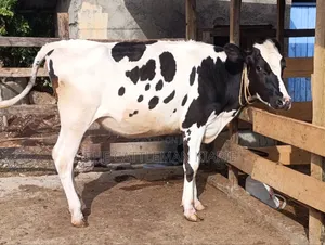 Heifer/ Mtamba for Sale