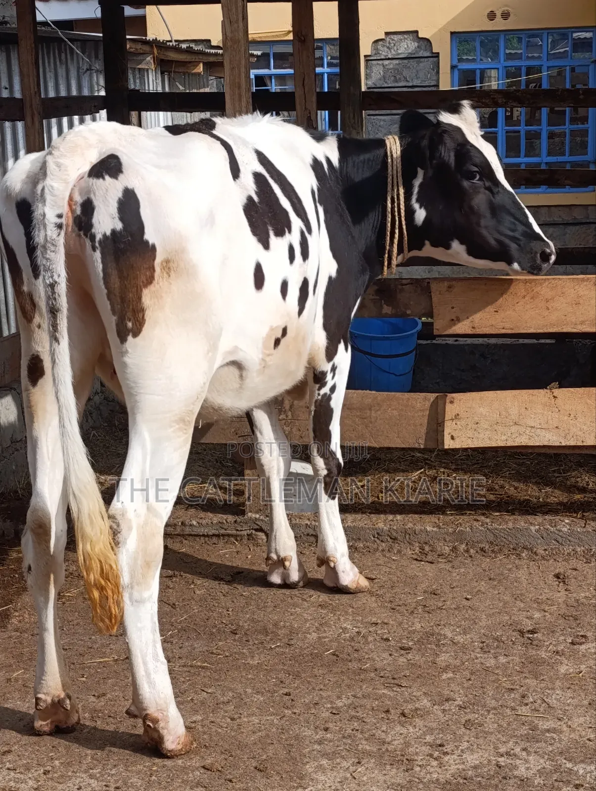 Heifer/ Mtamba for Sale