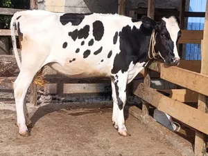 Heifer/ Mtamba for Sale