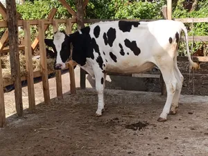 Heifer/ Mtamba for Sale