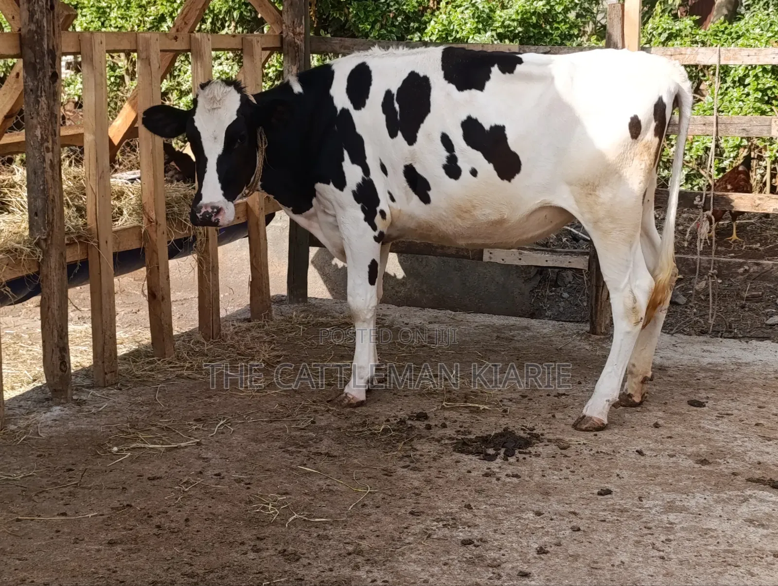 Heifer/ Mtamba for Sale