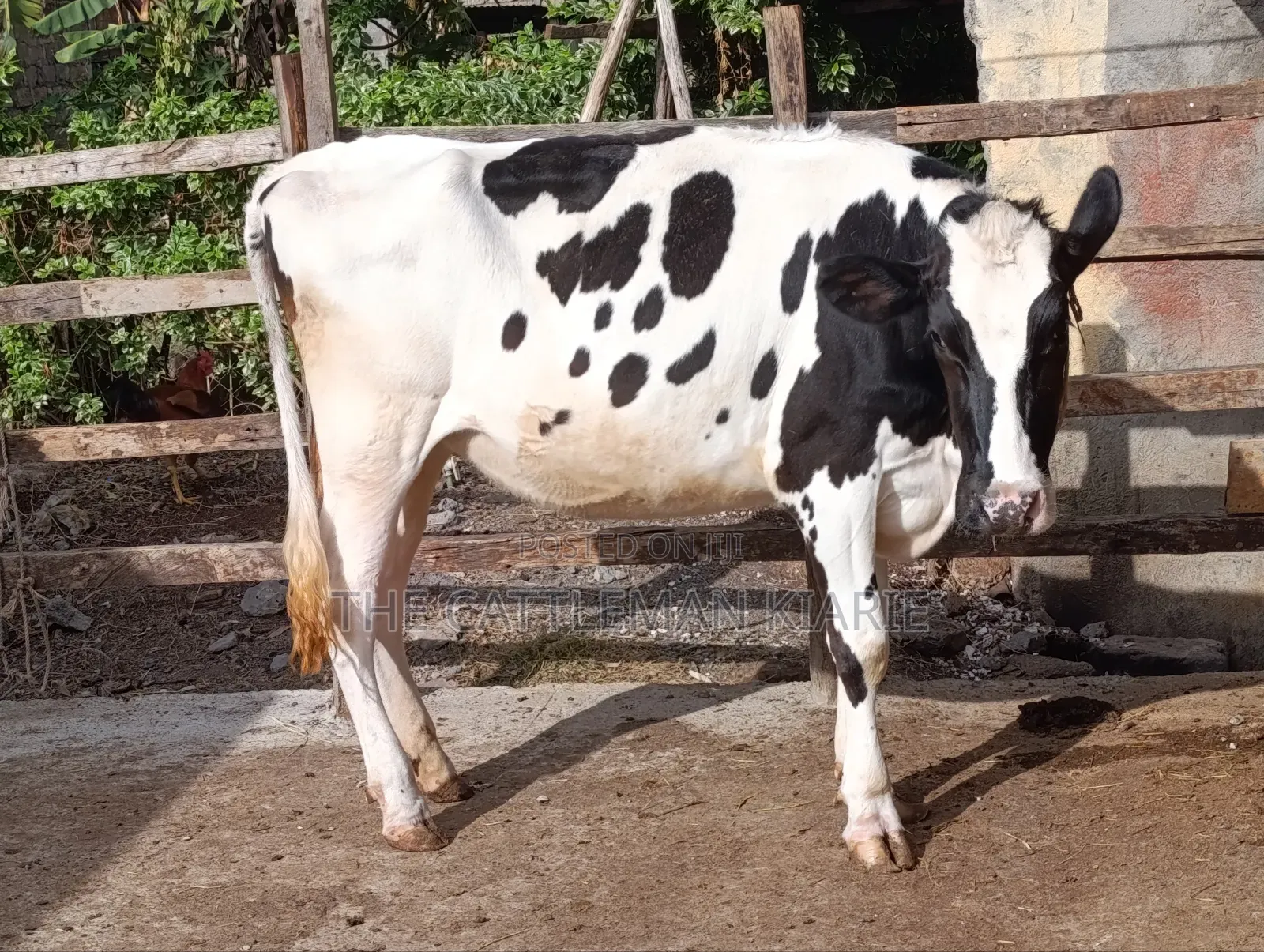 Heifer/ Mtamba for Sale