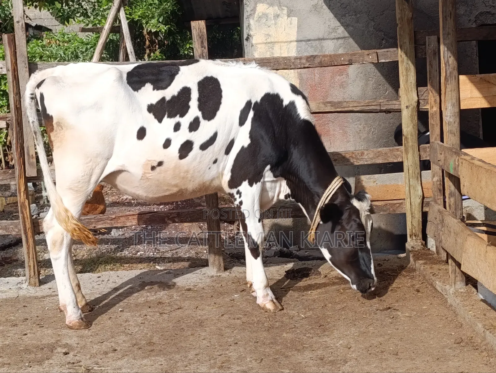 Heifer/ Mtamba for Sale
