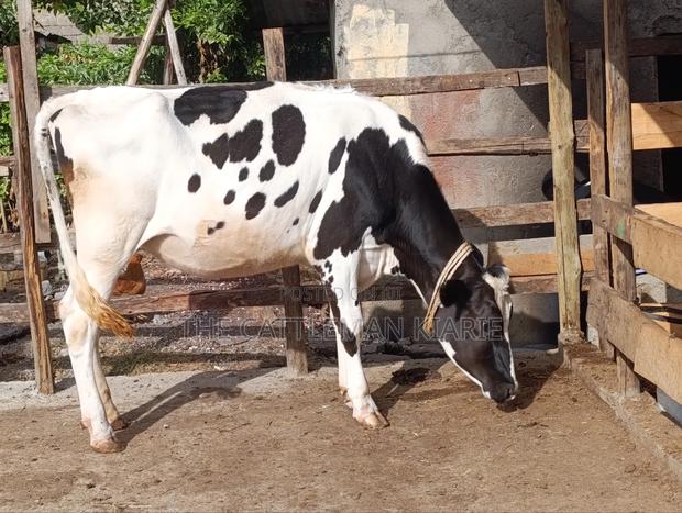 Heifer/ Mtamba for Sale - thumbnail 8