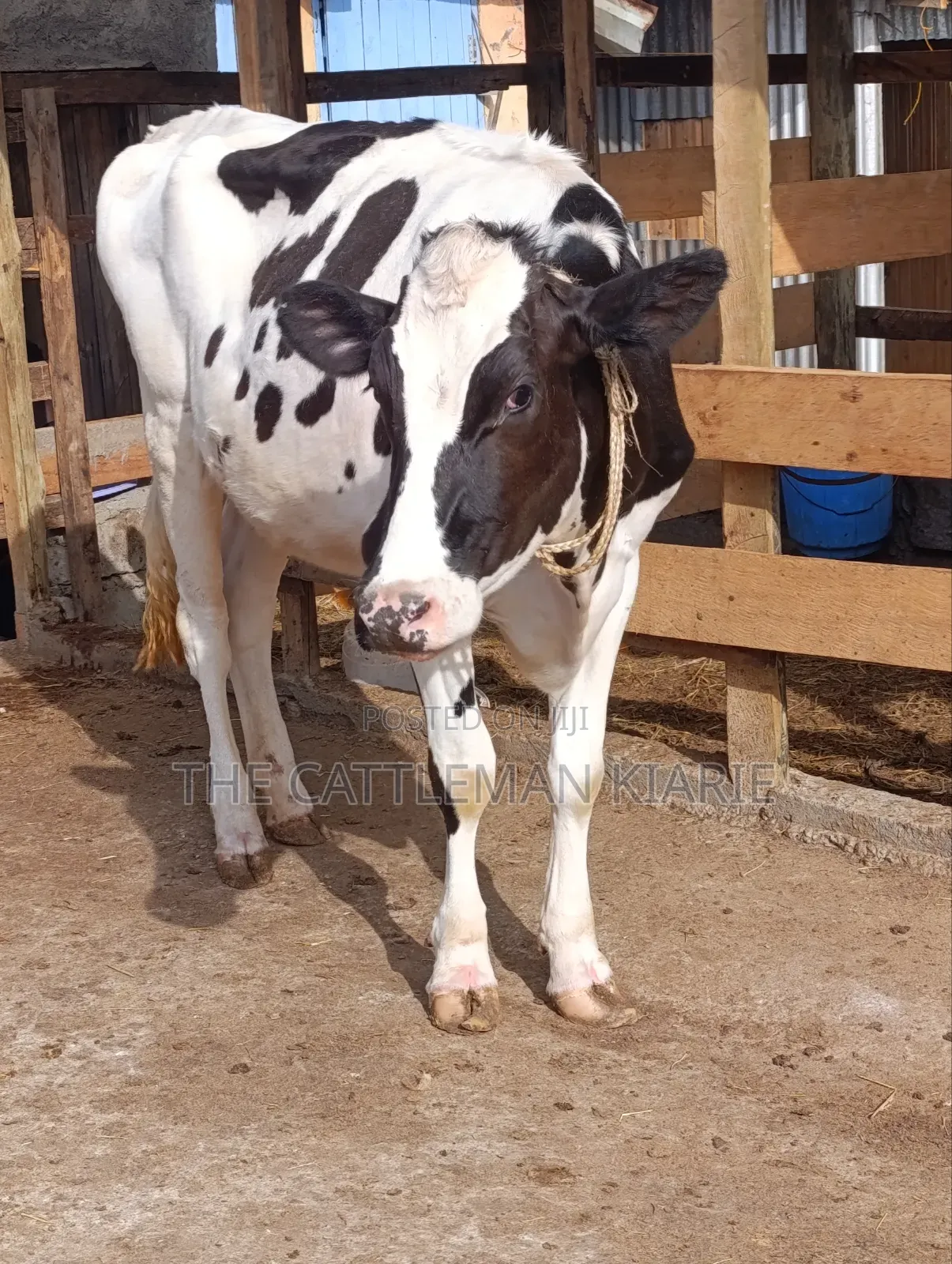 Heifer/ Mtamba for Sale