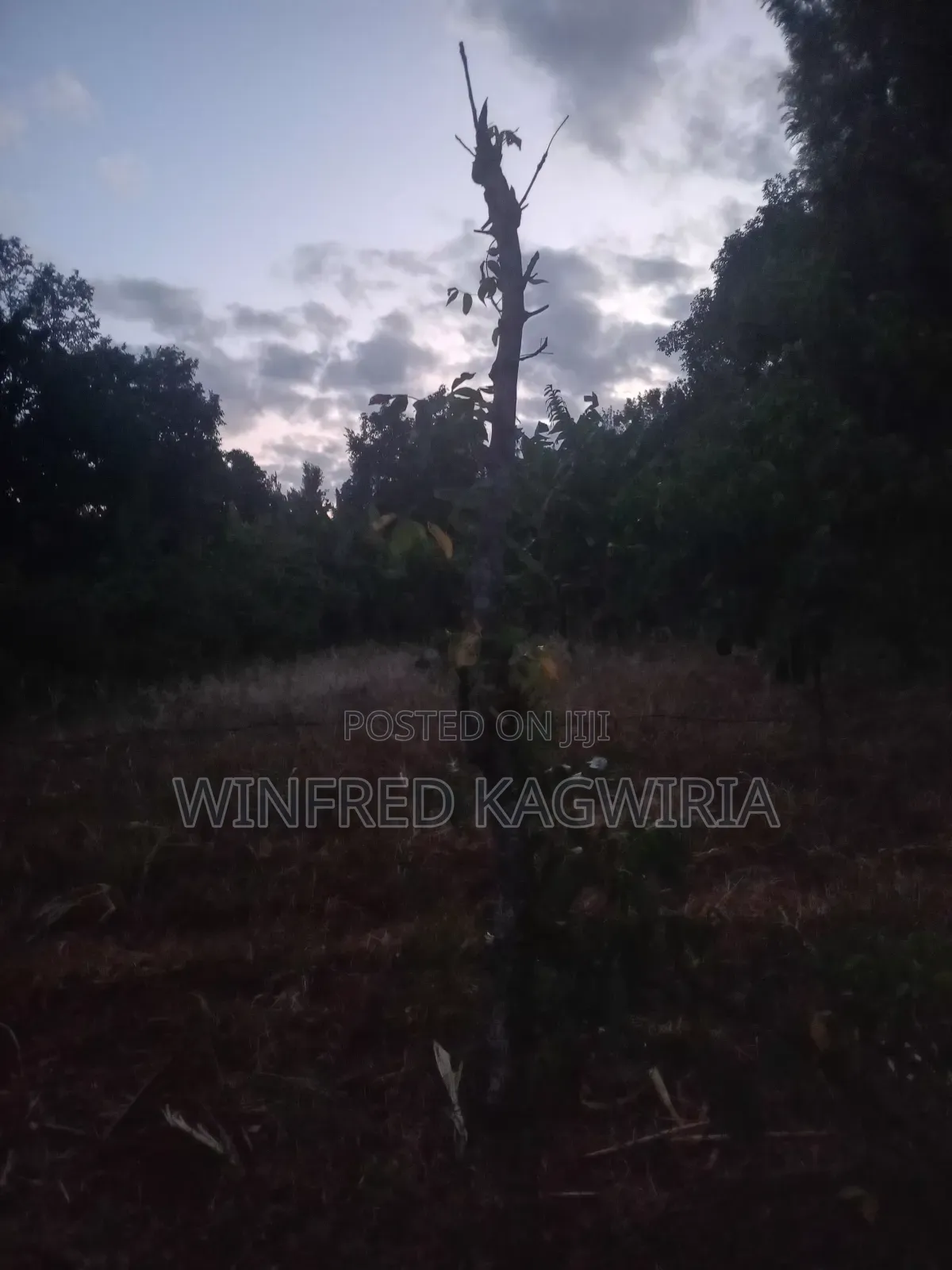 1/4 Acre Land Nyaki/Mulathankari