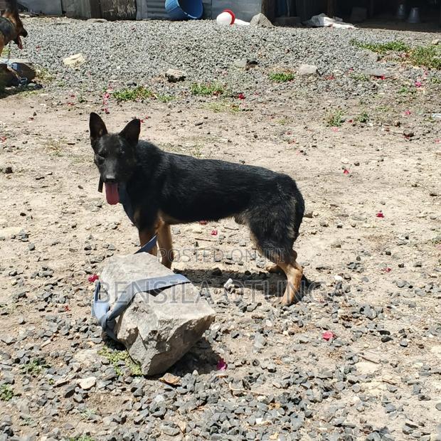 6-12 months Male Purebred German Shepherd