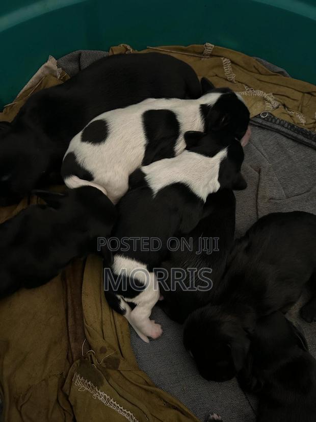 0-1 month Female Purebred Cocker Spaniel - main view