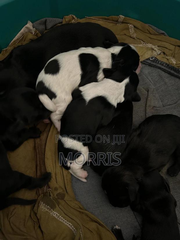 0-1 month Female Purebred Cocker Spaniel - thumbnail 3