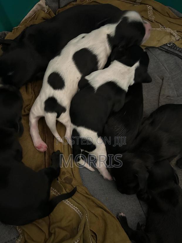 0-1 month Female Purebred Cocker Spaniel - thumbnail 4