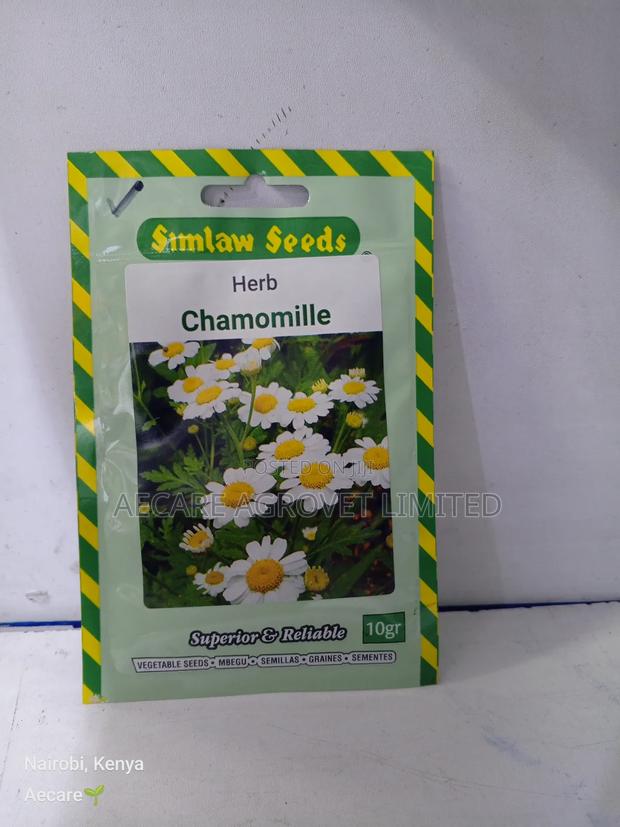 Chamomile Herb Seeds 10 Grams - thumbnail 3