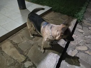 1+ year Male Purebred German Shepherd