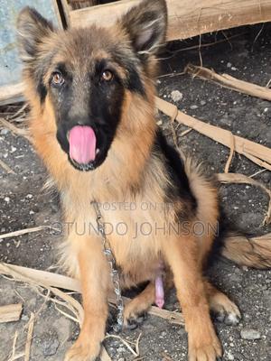 6-12 months Male Purebred German Shepherd - thumbnail 2