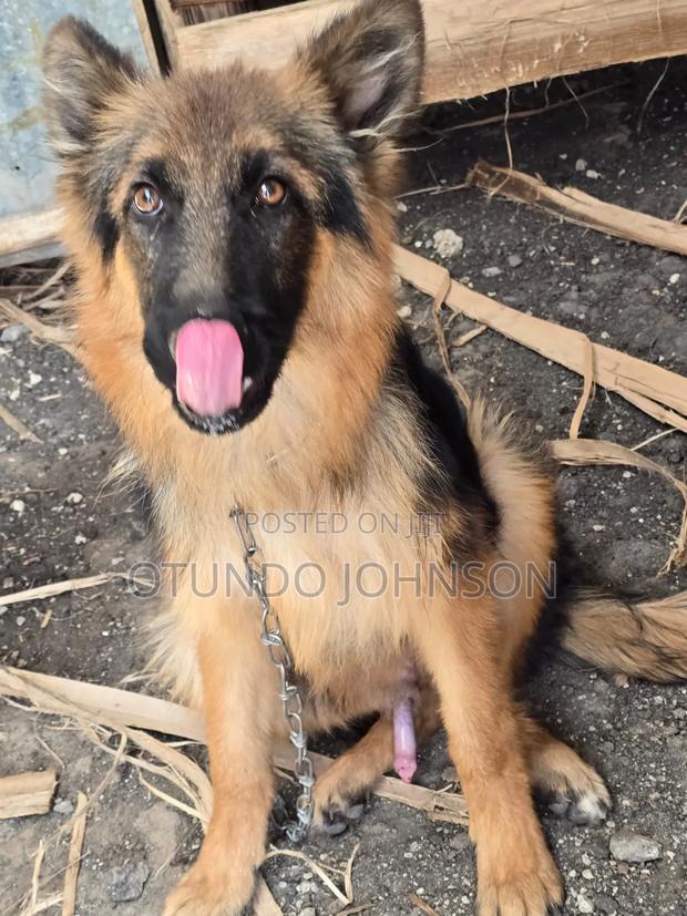 6-12 months Male Purebred German Shepherd