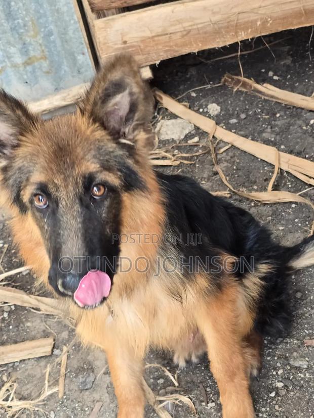 6-12 months Male Purebred German Shepherd - thumbnail 3